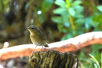 ノゴマ 大阪城公園 2023年10月15日(日)