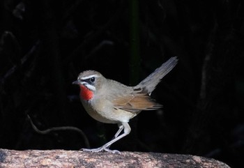 2023年10月15日(日) 大阪城公園の野鳥観察記録