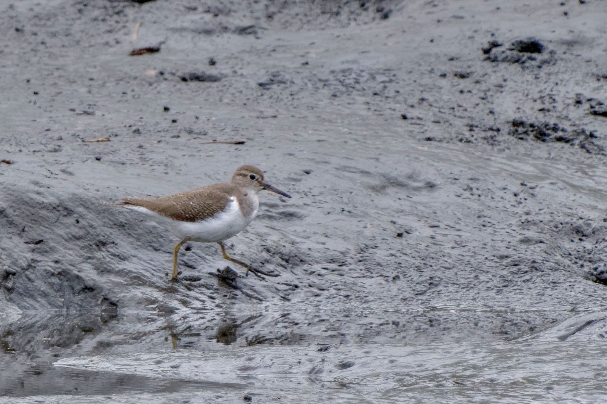 Common Sandpiper