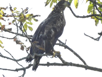 White-tailed Eagle 幕別町 ととろーど Mon, 10/9/2023