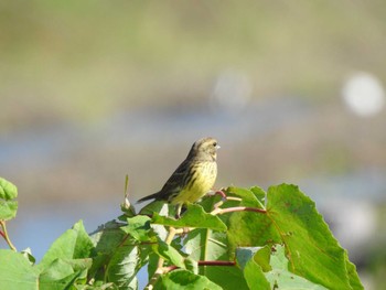 2023年10月9日(月) 幕別町 ととろーどの野鳥観察記録