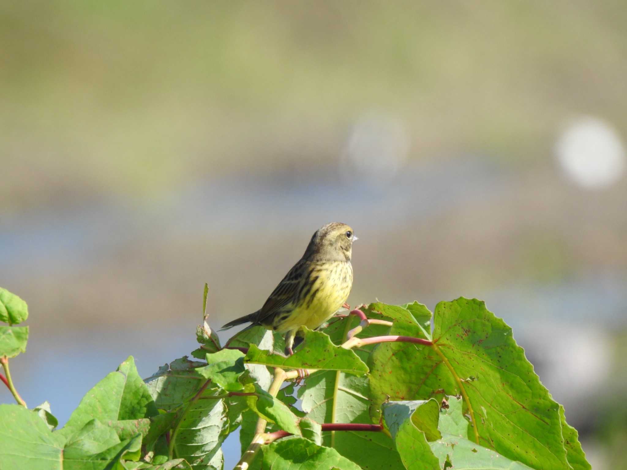 Masked Bunting