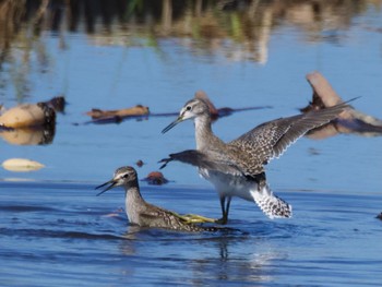 Mon, 10/16/2023 Birding report at Inashiki