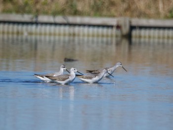 Marsh Sandpiper Inashiki Mon, 10/16/2023