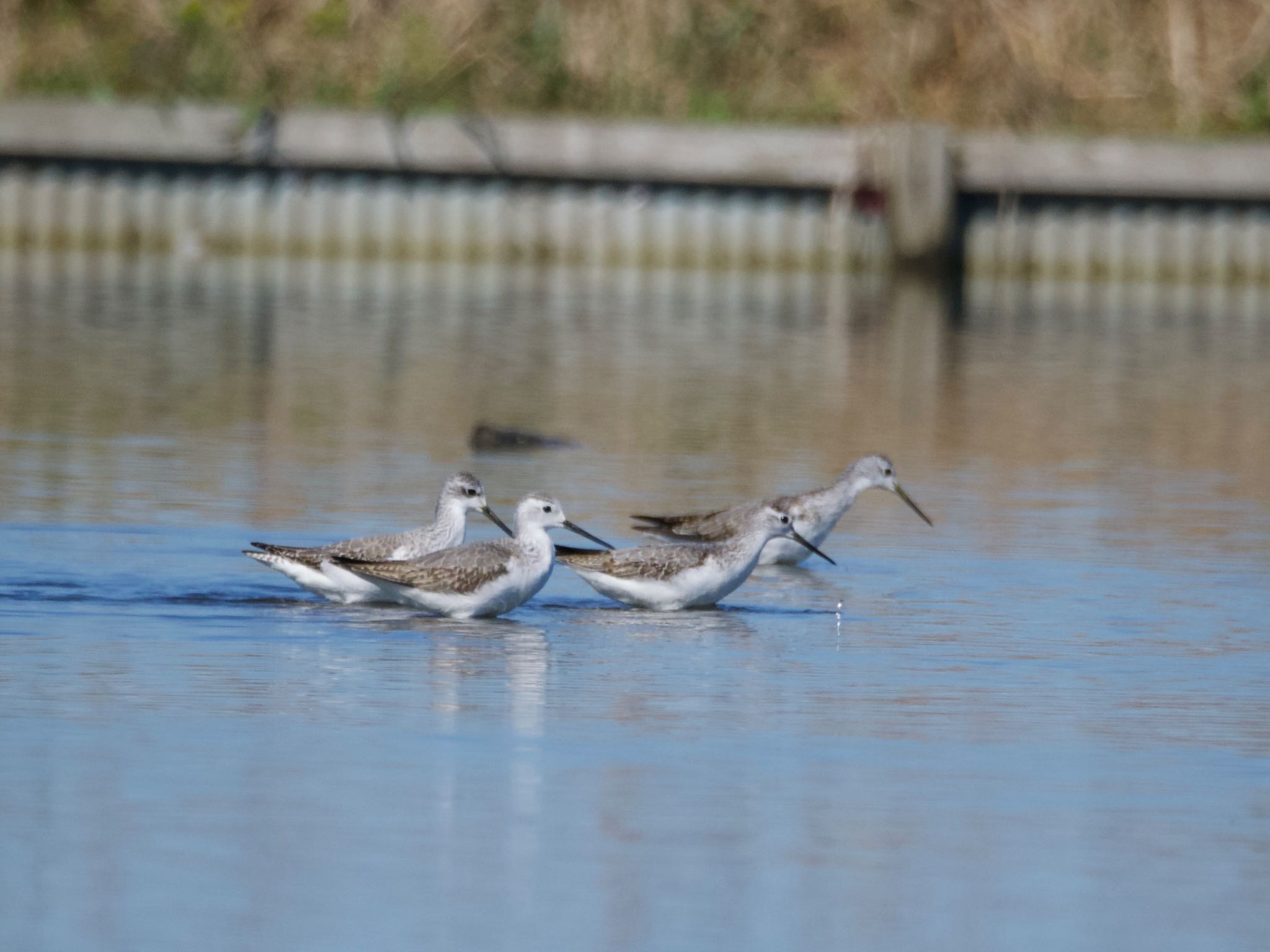 Marsh Sandpiper