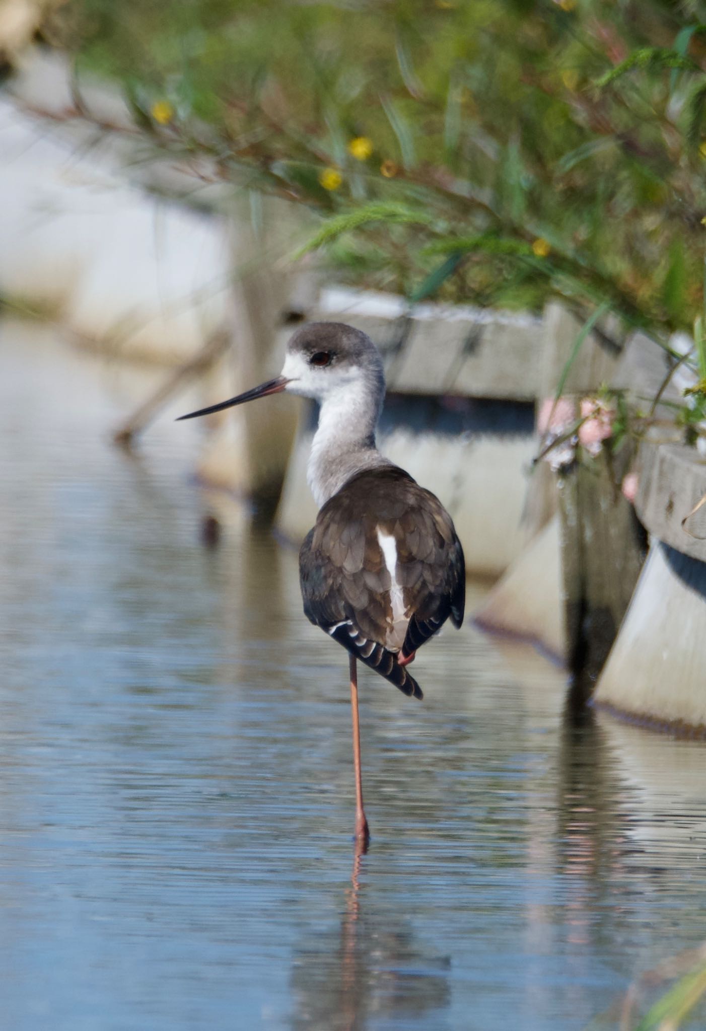 Black-winged Stilt