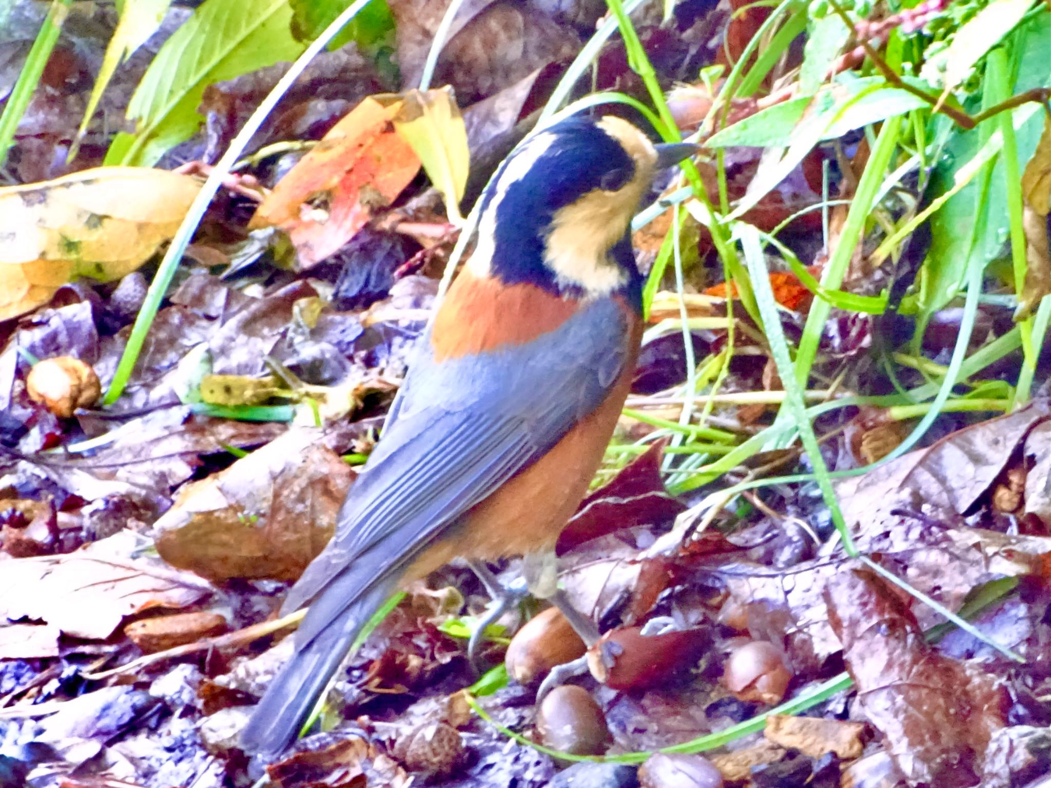 舞岡公園 ヤマガラの写真