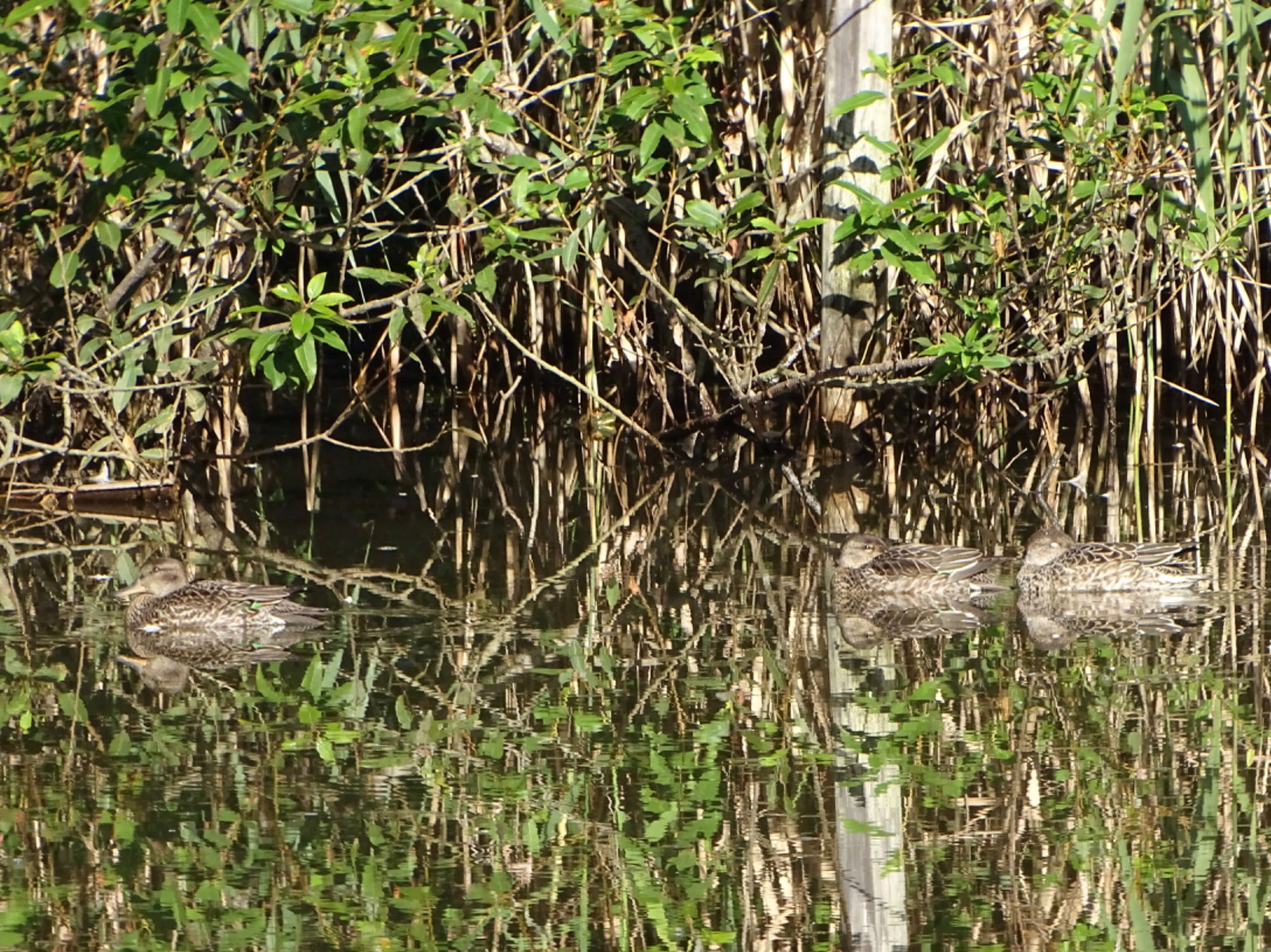 舞岡公園 コガモの写真