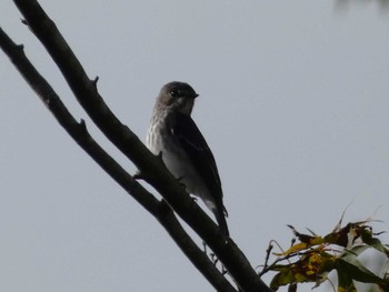 Dark-sided Flycatcher 富士山遊歩道 Sun, 10/15/2023