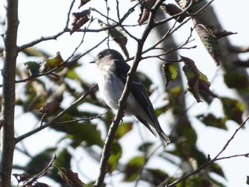 Dark-sided Flycatcher 富士山遊歩道 Sun, 10/15/2023