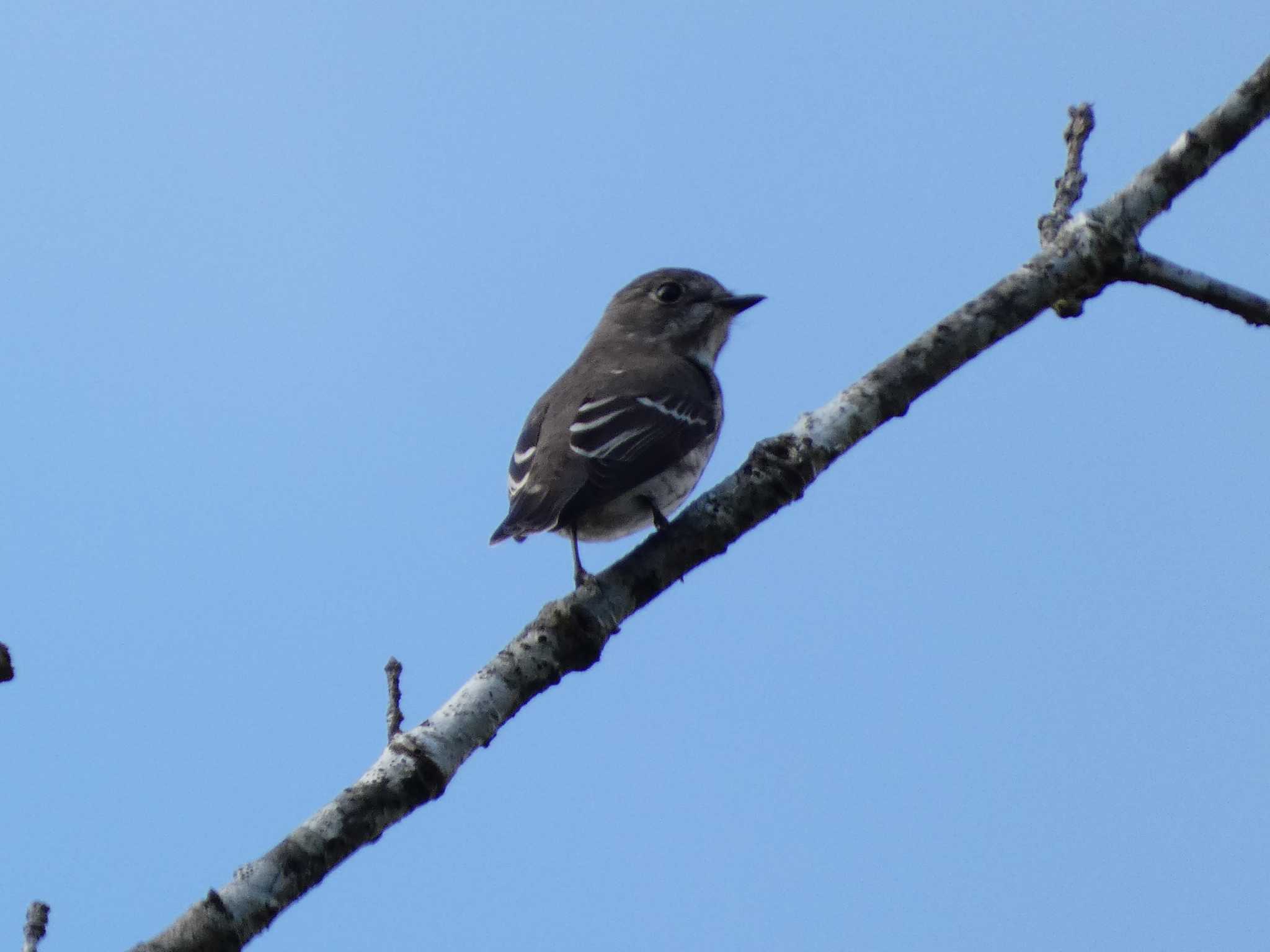 Photo of Dark-sided Flycatcher at 富士山遊歩道 by koshi