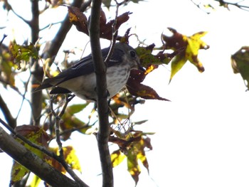 Dark-sided Flycatcher 富士山遊歩道 Sun, 10/15/2023