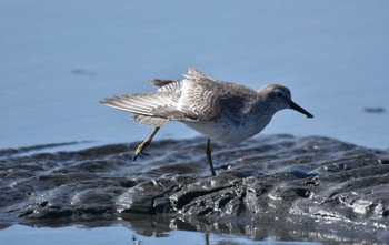 Red Knot 船橋三番瀬 Fri, 10/13/2023