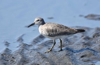 Red Knot 船橋三番瀬 Fri, 10/13/2023