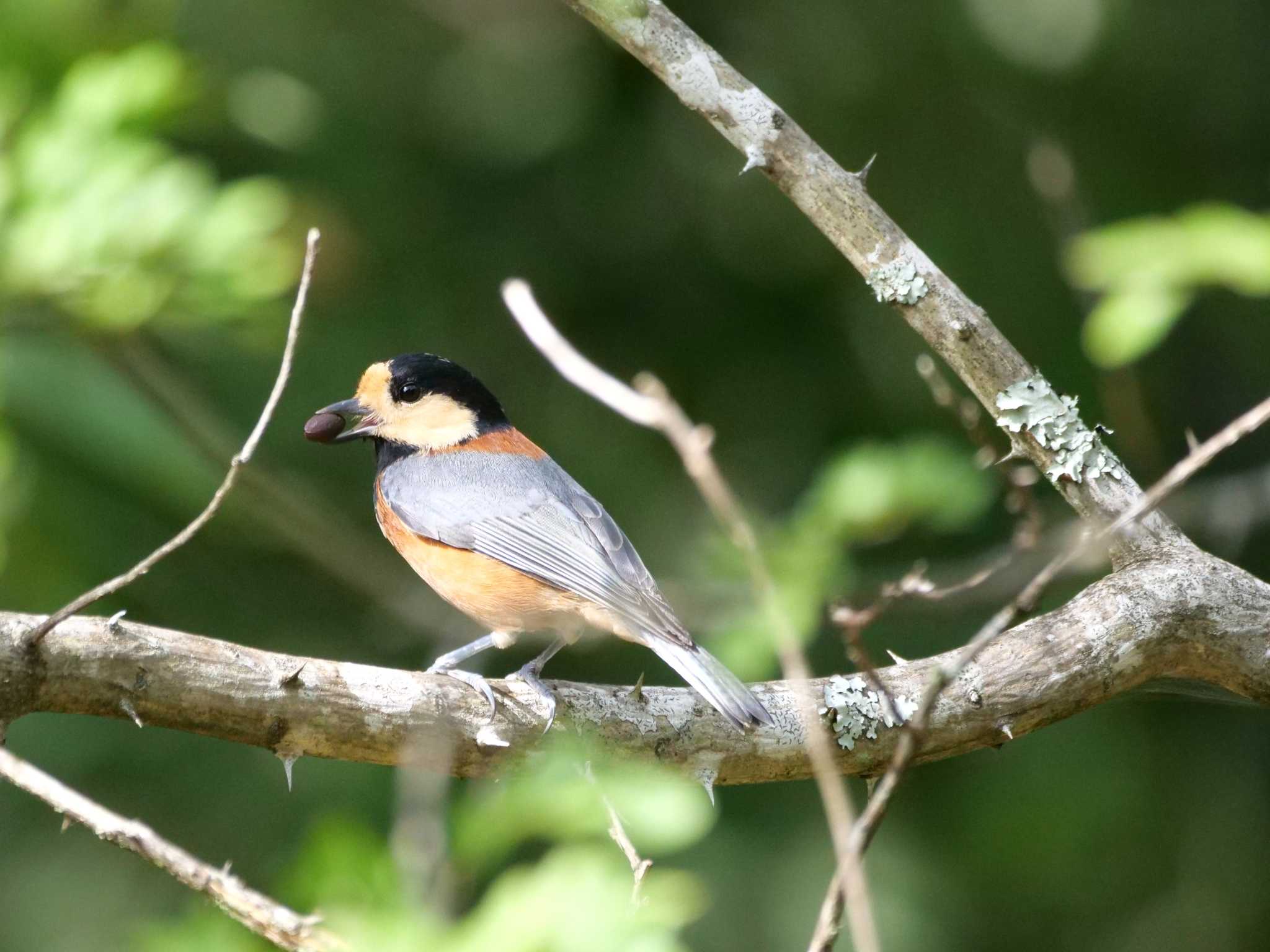 エゴノキの実の中身を取り出した3態。 by little birds