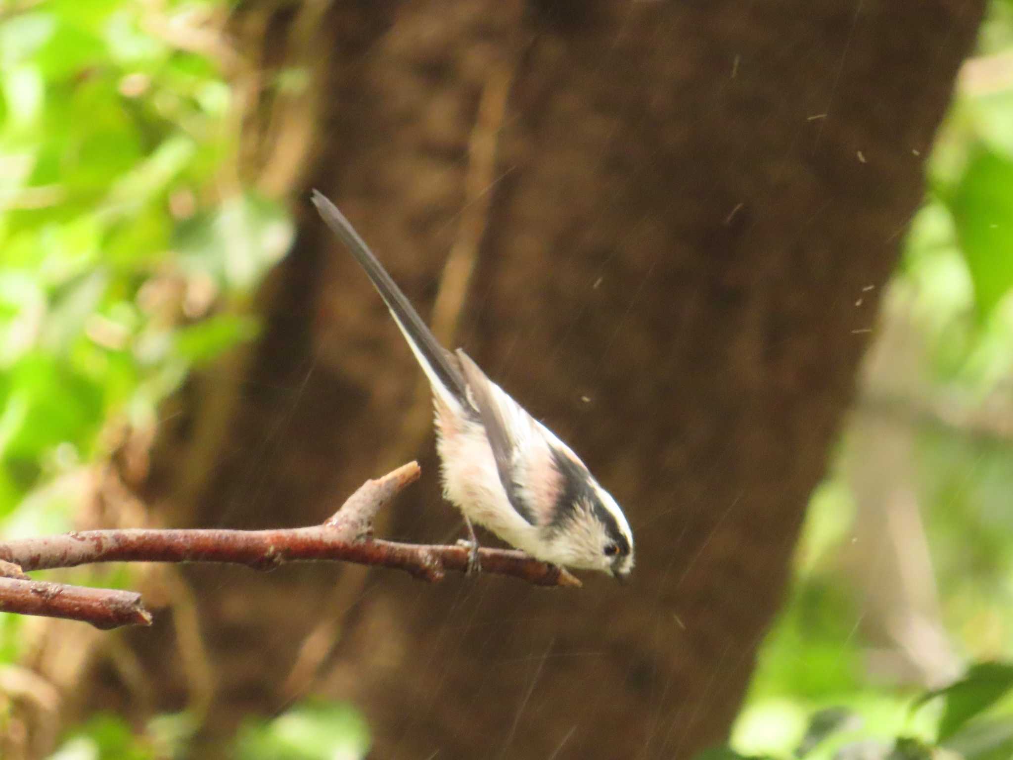 権現山(弘法山公園) エナガの写真