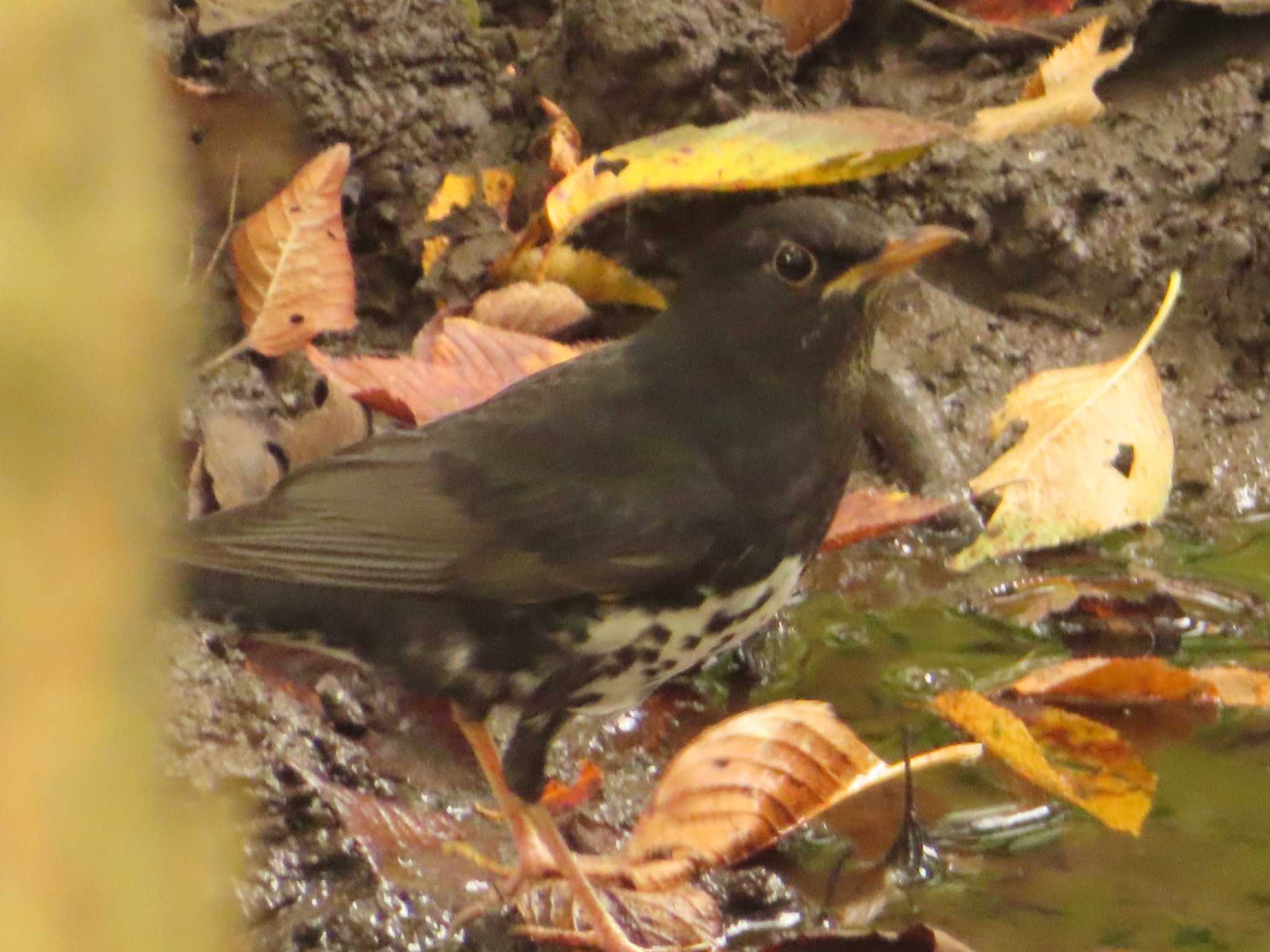 Japanese Thrush