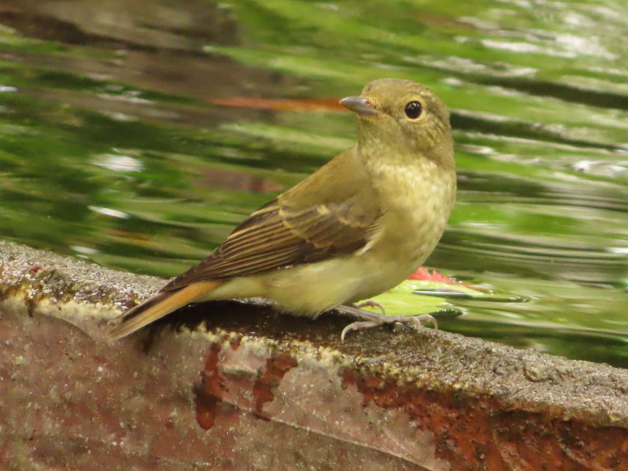 Narcissus Flycatcher