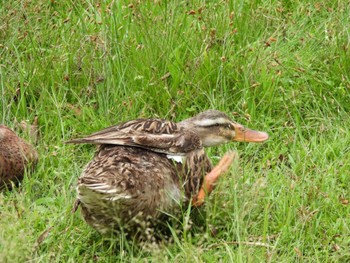 2023年9月23日(土) 千波湖などの野鳥観察記録