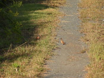 Sat, 10/7/2023 Birding report at Watarase Yusuichi (Wetland)
