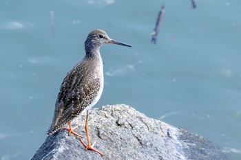 Common Redshank Unknown Spots Mon, 10/16/2023