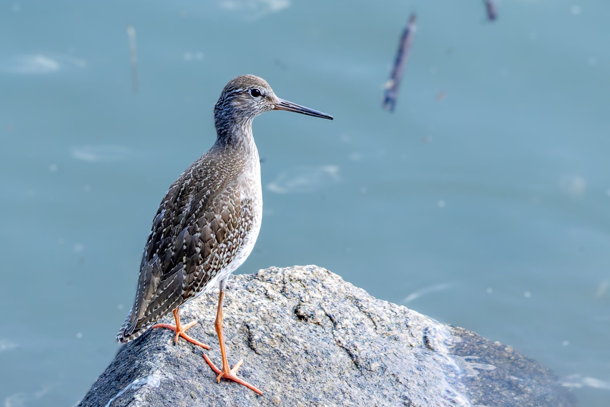Photo of Common Redshank at  by そいぎんた