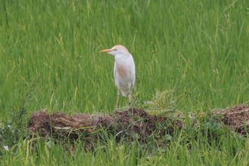 Western Cattle Egret マダガスカル Sun, 10/15/2023