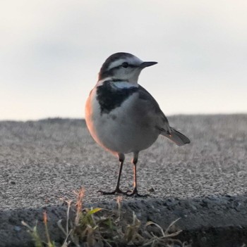 White Wagtail 観音崎公園 Tue, 10/17/2023