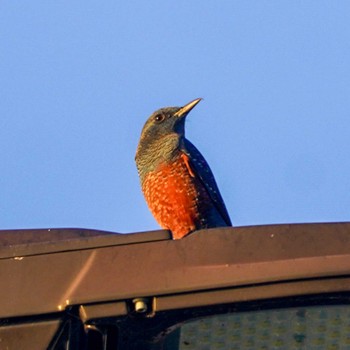 Blue Rock Thrush 観音崎公園 Tue, 10/17/2023