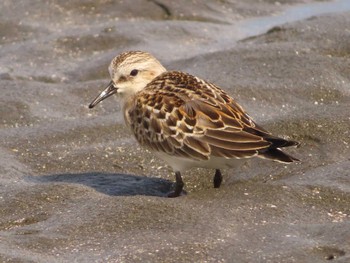 トウネン ふなばし三番瀬海浜公園 2023年9月30日(土)