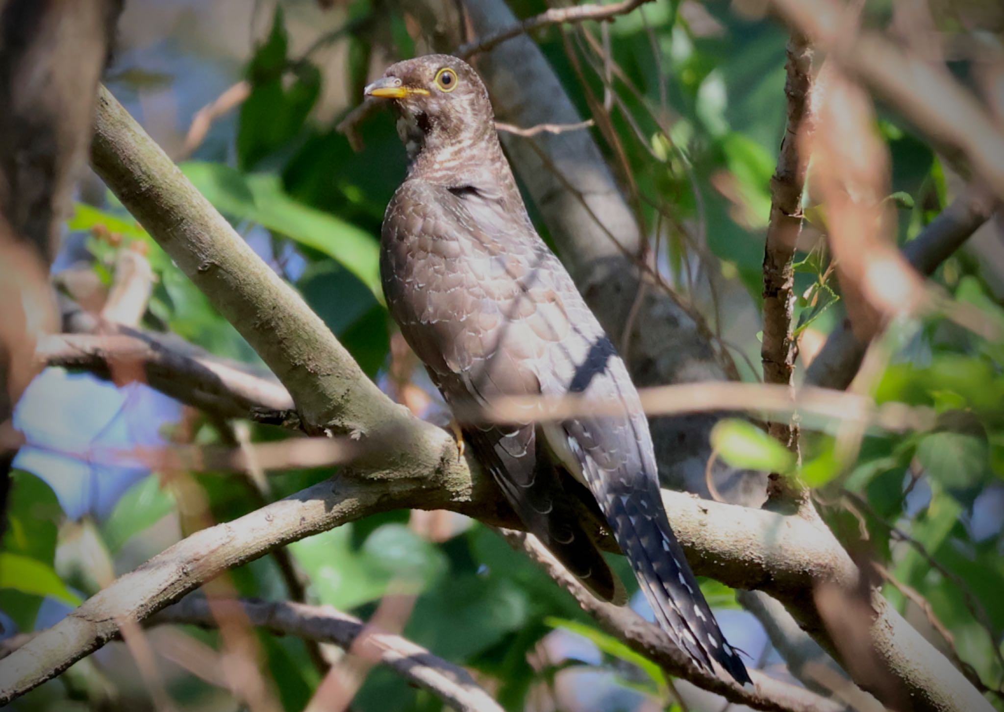 Oriental Cuckoo