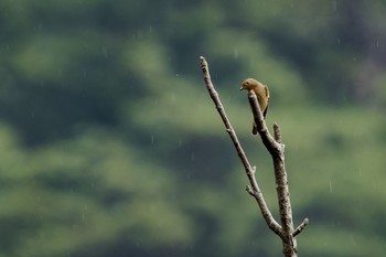 オオルリ 場所が不明 2018年9月24日(月)