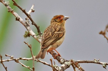 Sakalava Weaver