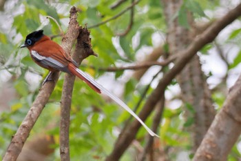 Malagasy Paradise Flycatcher