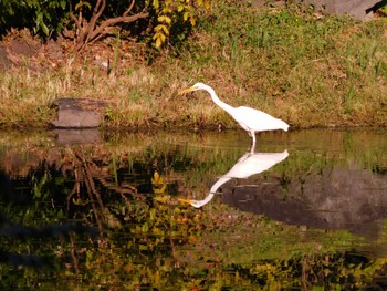 2023年10月17日(火) 日比谷公園の野鳥観察記録