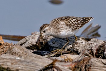 Long-toed Stint Inashiki Sat, 10/14/2023