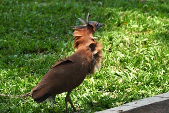 Malayan Night Heron 大安森林公園 Thu, 5/18/2023