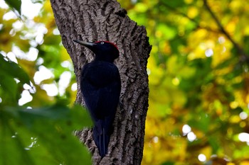 Black Woodpecker 藻南公園 Sun, 10/15/2023