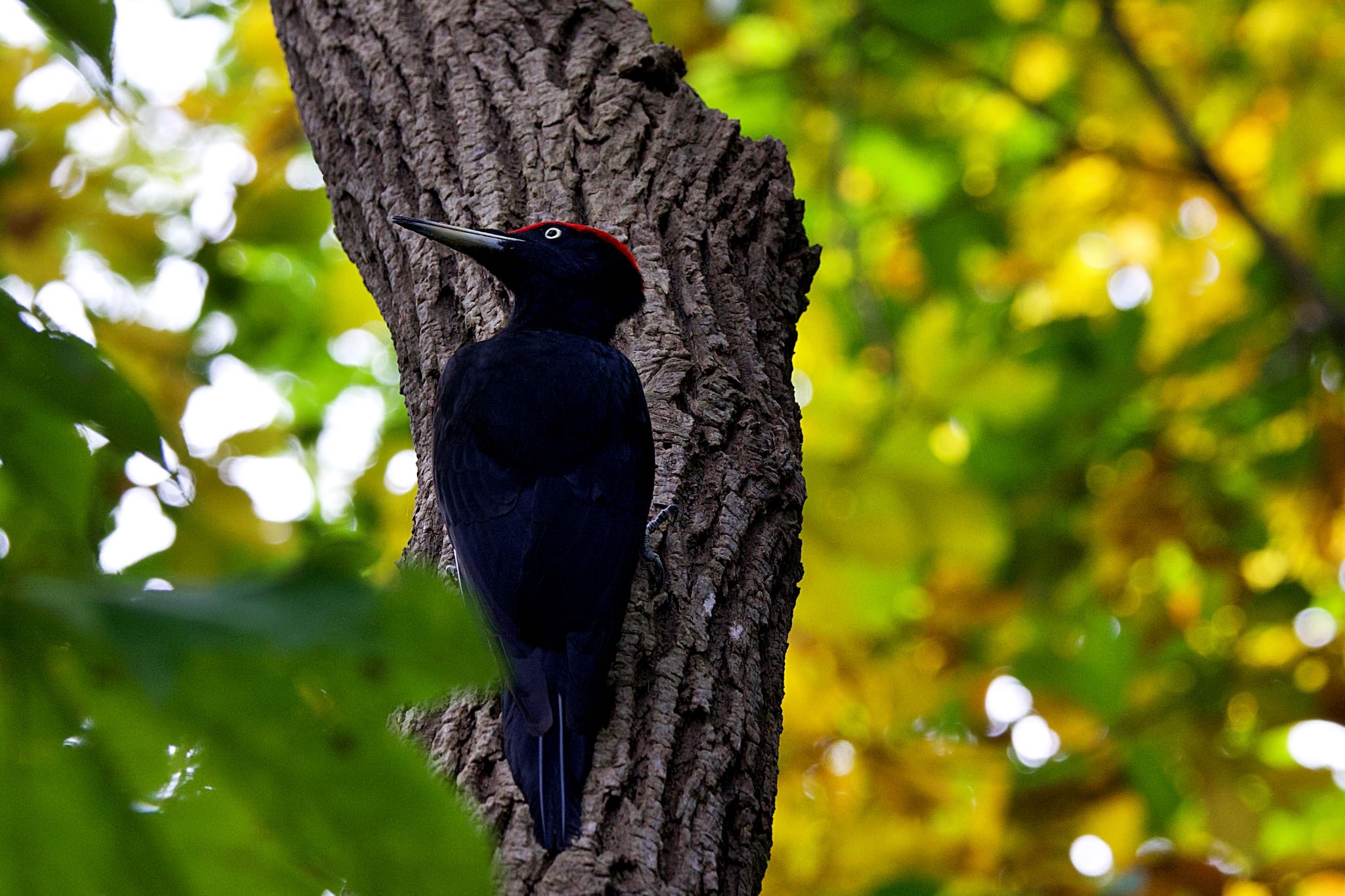 Photo of Black Woodpecker at 藻南公園 by ウレシカ