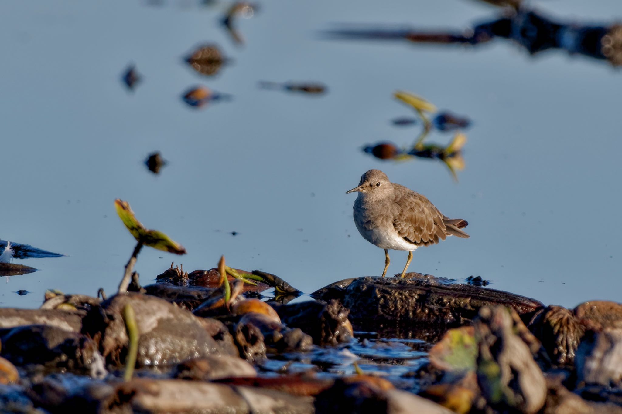 Temminck's Stint