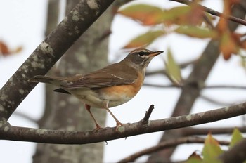 Eyebrowed Thrush 北海道 函館市 東山 Tue, 10/17/2023