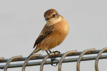 Amur Stonechat 京都府 Sun, 10/15/2023