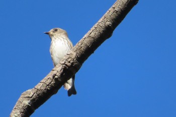 2023年10月17日(火) 石神井公園の野鳥観察記録