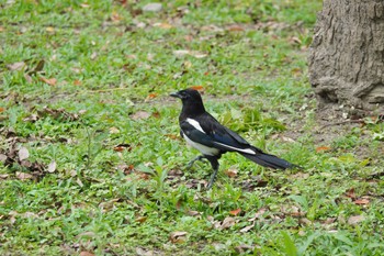 カササギ 大安森林公園 2023年5月18日(木)