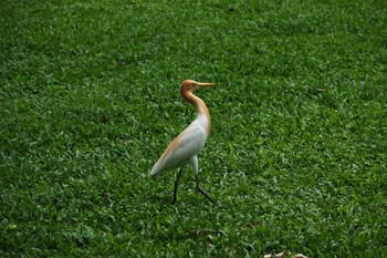 アマサギ 大安森林公園 2023年5月18日(木)