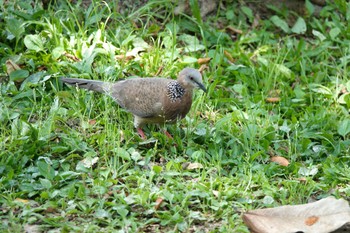 Spotted Dove 大安森林公園 Thu, 5/18/2023