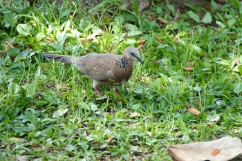 カノコバト 大安森林公園 2023年5月18日(木)