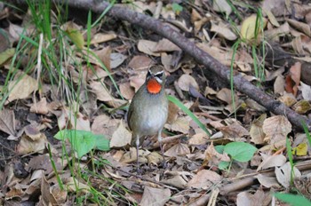 ノゴマ 鶴舞公園(名古屋) 2023年10月16日(月)