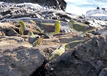 アオバト 大磯照ヶ崎海岸 2023年10月12日(木)