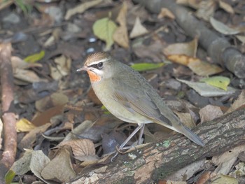 ノゴマ 鶴舞公園(名古屋) 2023年10月15日(日)